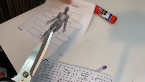 Muscular System Activity {Cut & Paste!} by Miz Riz Elementary Resources