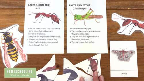 Bug Mini Unit Study // Identify Bugs // Matching Games // Fun Facts