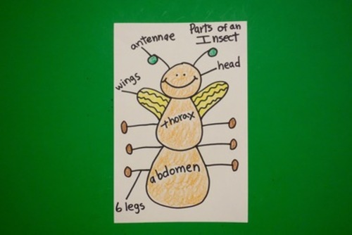 Preview of Let's Draw the Parts of an Insect!