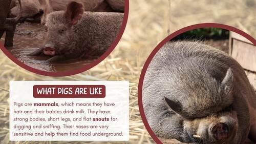 All About Pigs: Pig Life Cycle Powerpoint Slides Animal Research Project