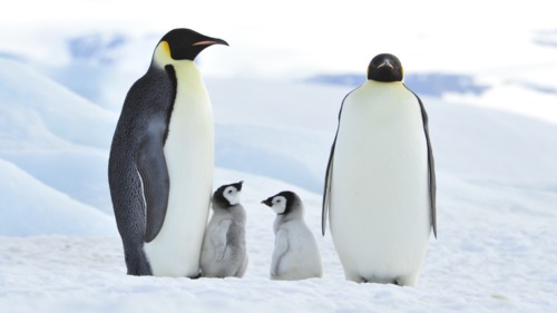 Preview of Animal Adaptation: Reproduction