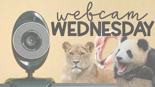 Webcam Wednesday - Video Segment Series by Teacher's Clubhouse | TPT