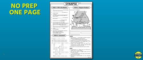 Synapse Homework Review Worksheet / Test Prep | Print & Google Slides Options