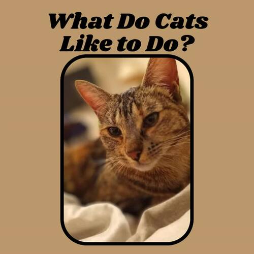What Do Cats Like to Do? by Golden Path Learning TPT