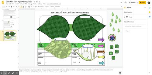 Photosynthesis and Cells of the Leaf Digital Model