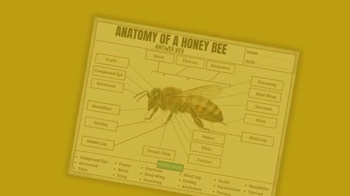anatomy-of-a-honey-bee-worksheet-labeling-coloring-word-search-maze