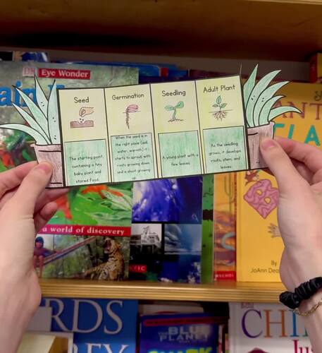 The Life Cycle of a Plant Accordion Craft | Interactive Science Activity