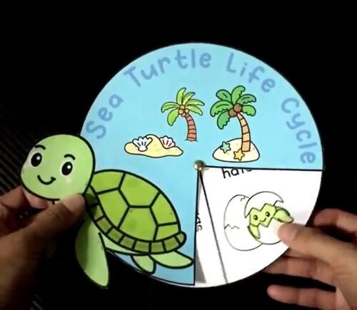 Sea Turtle Life Cycle Wheel Craft | Sequencing Cut and Paste Activity | K–2