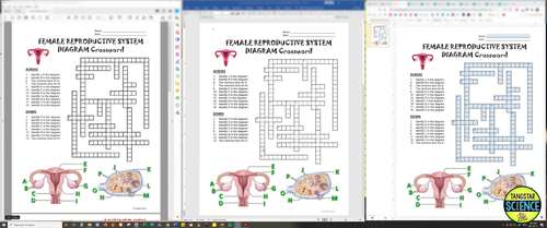 Female Reproductive System Crossword with Diagram | Print & Distance
