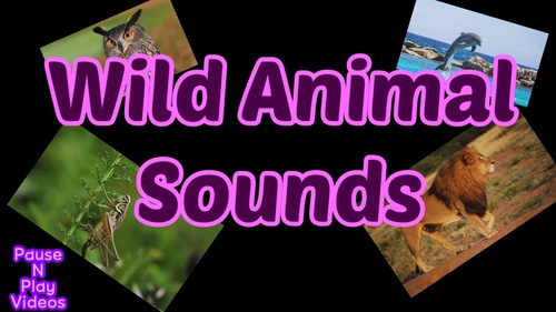 Wild Animal Sounds, Distance Learning by Play N Pause videos | TPT