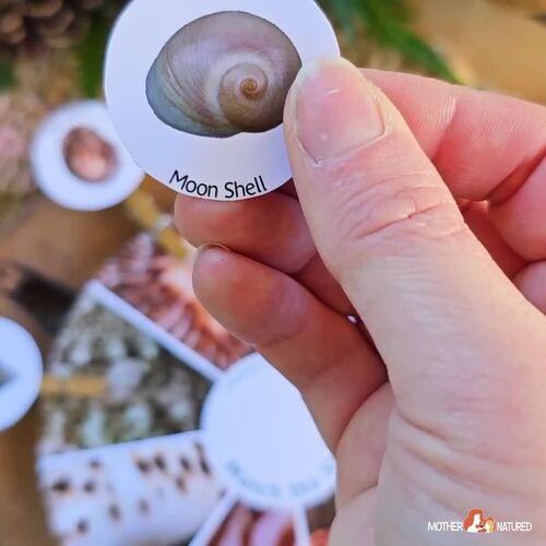 Shell Matching Activity | Shell Pattern Activity | Beach Study Printable