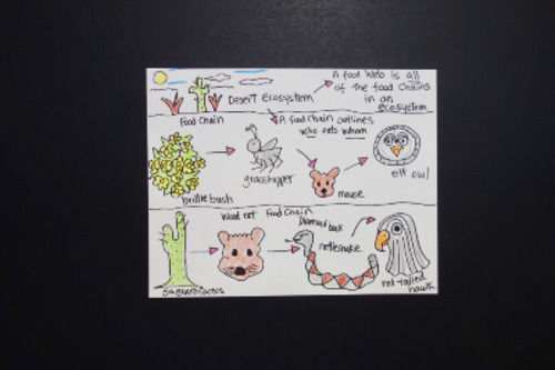 Let's Draw a Food Chain-Web-Ecosystem! (desert) by Patty Fernandez Artist