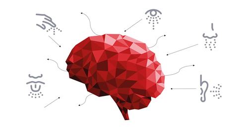 Nervous System Lesson w/ Script and Activity Bundle