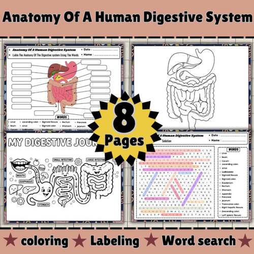 Anatomy of the Human Digestive System Worksheets | Science & Health Unit