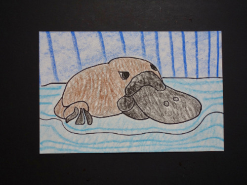 Preview of Let's Draw a Platypus!