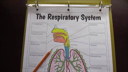Respiratory System Foldable - Big Foldable for Interactive Notebooks or ...