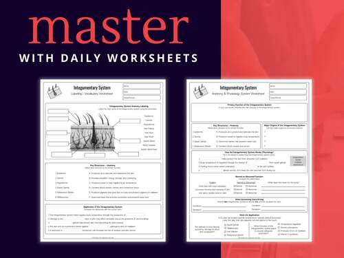 Integumentary System Worksheets + Answer Key | Anatomy & Phys | Mini-Series