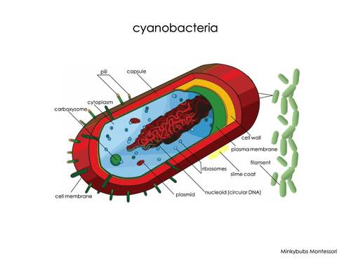 Cyanobacteria Prokaryotic Cell Labelled Unlabelled Diagrams ...