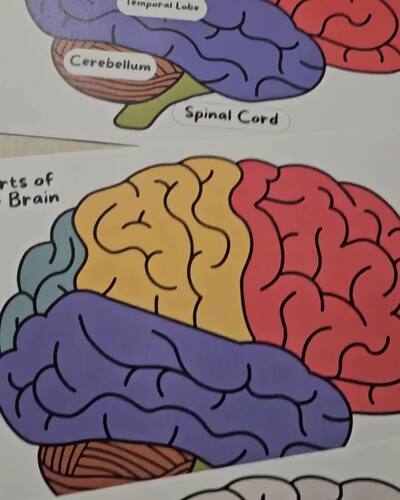 Parts of the Brain Labeling Worksheet | Educational Science Printable