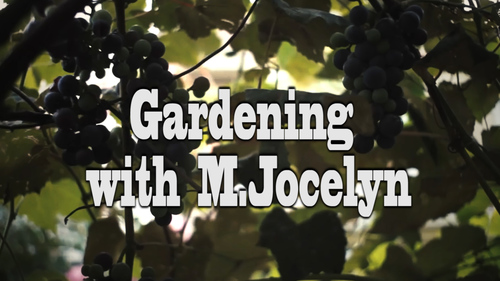 Preview of Gardening with M.Jocelyn: Get ready for spring! (4 minutes)