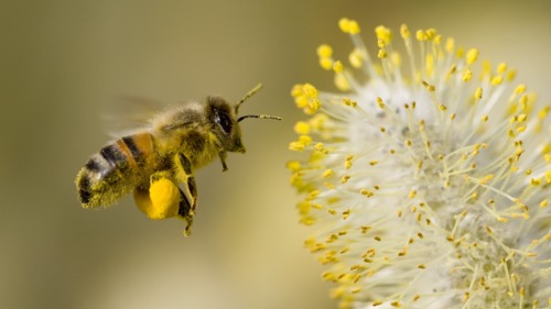 Preview of What is pollination?