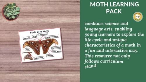 Moth Life Cycle Parts of Moth Montessori 3 Part Cards Nomenclature Facts