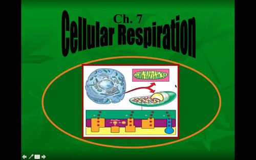 Preview of Biology Lecture Video/Cellular Respiration/Flipped Classroom/Edpuzzle Ready
