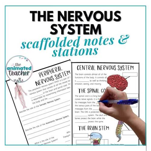 The Nervous System Worksheets, Diagram Labelling and Stations with answers