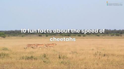 Preview of 10 fun facts about the speed of cheetahs