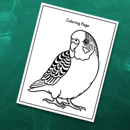 Parts of a Parakeet Activity Set | Pet Bird Science | Labeling & Coloring