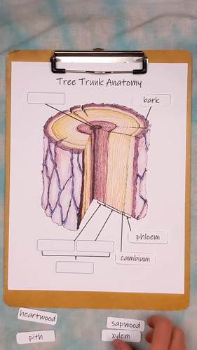 Parts of a Tree: tree anatomy diagrams, flashcards, and activities