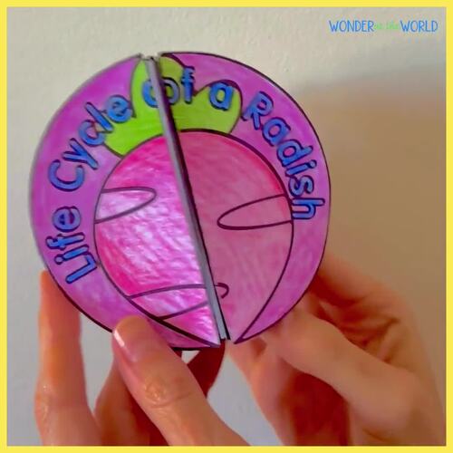 Radish plant life cycle sequence and fold cut & paste spring craft activity