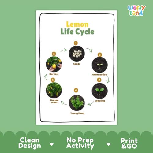 Lemon Life Cycle Sequencing Craft & Poster | Plant Science Botany Activity