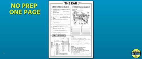 Ear Homework Review Worksheet / Test Prep | Print & Google Slides Options