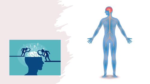 The Nervous System PPT by Coffee and Science with Mr B | TPT