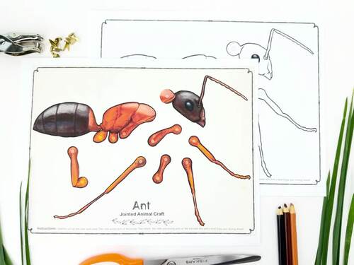 BUNDLE Ant Printable Paper - 500