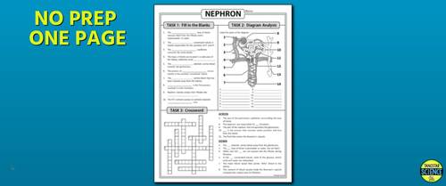 Nephron Homework Review Worksheet / Test Prep | Print & Google Slides Options