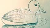 Pencil Drawing of Mallard Duck Video | Art Lesson 3 of 5 |