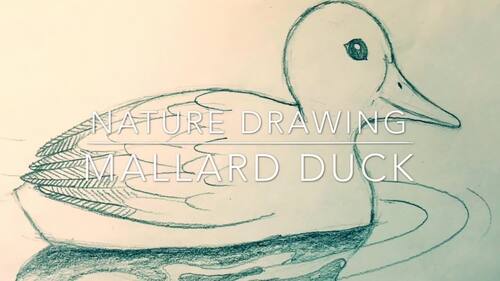 Pencil Drawing of Mallard Duck Video | Art Lesson 3 of 5 | Rick Tan