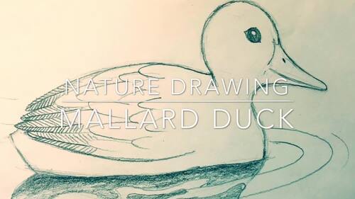 Pencil Drawing of Mallard Duck Video | Art Lesson 3 of 5 | Rick Tan ...