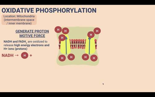 Cellular Respiration Complete Teaching Bundle | Slides + Quiz + Study Guide