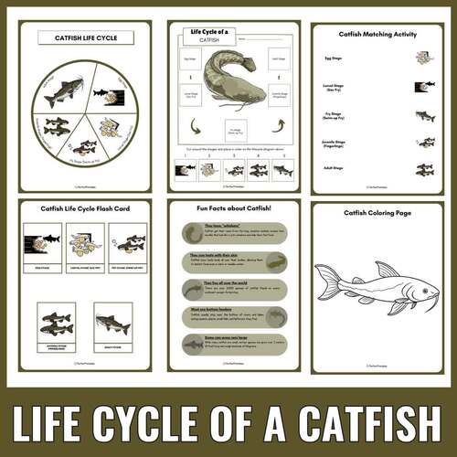 Catfish Life Cycle: Freshwater Fish Science Unit Study & Fun Facts ...