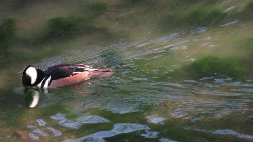 Preview of Bird Identification Video with Questions