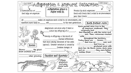 Adaptation & Natural Selection Doodle Notes & Quiz by Black-Eyed Susan  Science