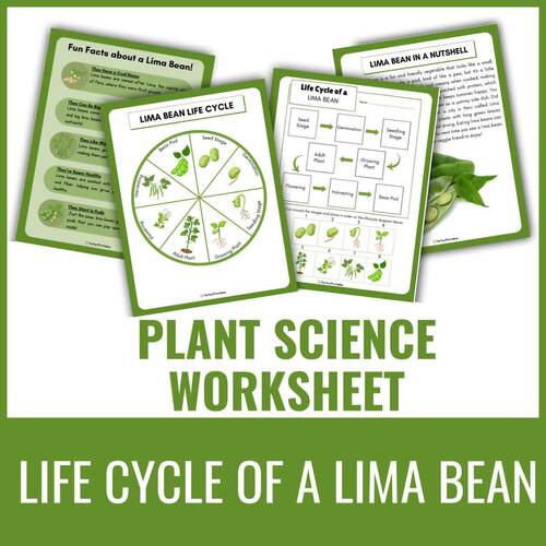 Life Cycle of Lima Bean Worksheet | Plants Unit Study With Fun Facts!