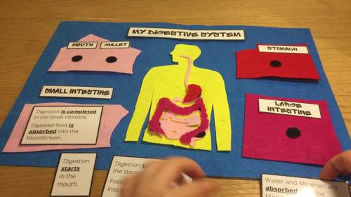 1st-6th Grade: My Digestive System Kit (Art & Craft Activity) by SurpriseME