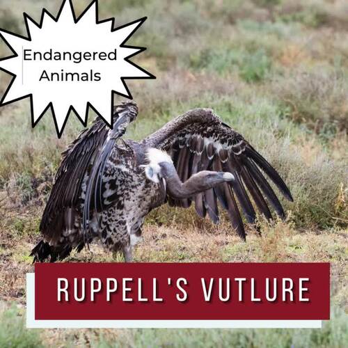 Ruppell's Vulture | Endangered Animal research page for animal report