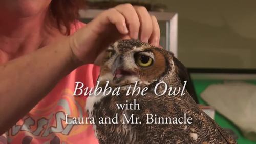 Preview of Bubba the Owl - A Dune's Island Documentary