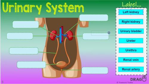 URINARY SYSTEM ~Digital Resource for Google Slides~ ANATOMY by Teamwork ...