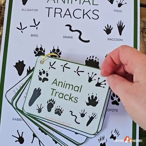 American Animal Tracks Guide | Animal Tracking for Kids | USA Wildlife